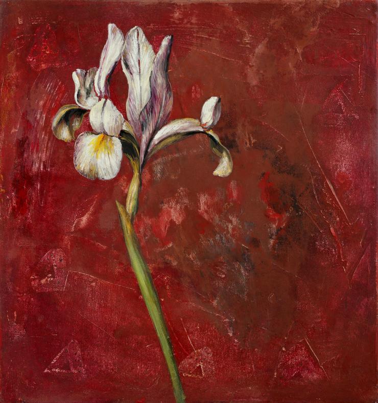 Michael Lauterjung, „Spanische Schwertlilie (G.F. / Blatt 60)“, 2024